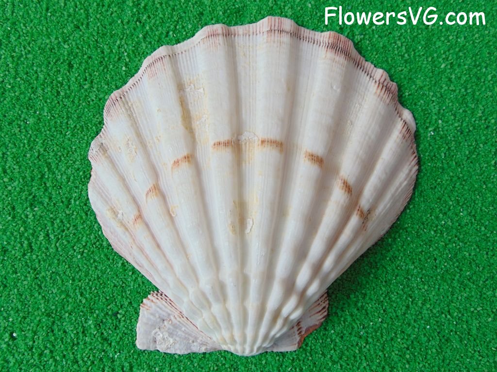 white lion's paw seashell picture