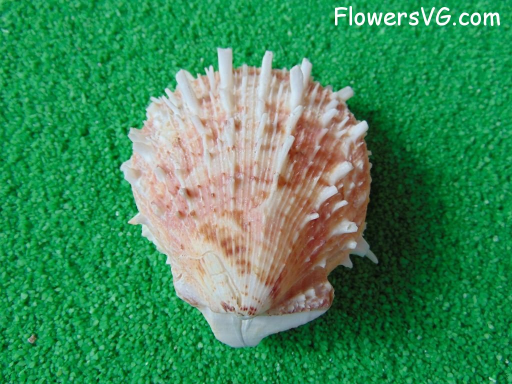 thorny oyster seashell picture