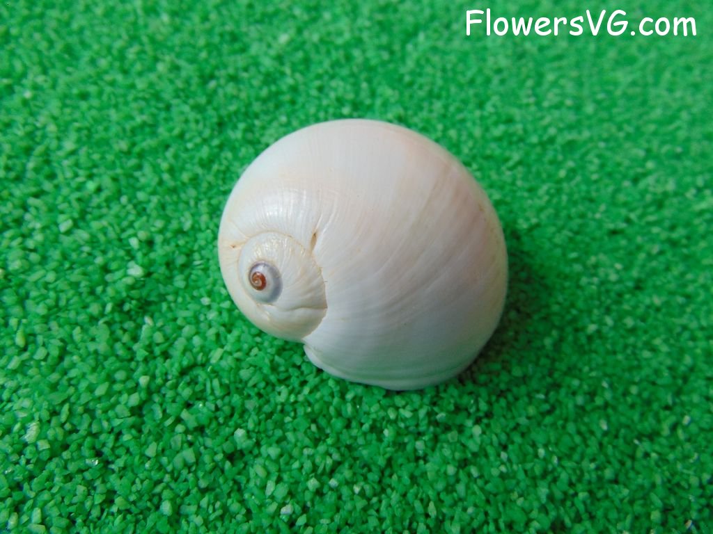 white snail seashell picture