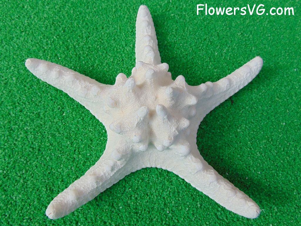large white starfish picture