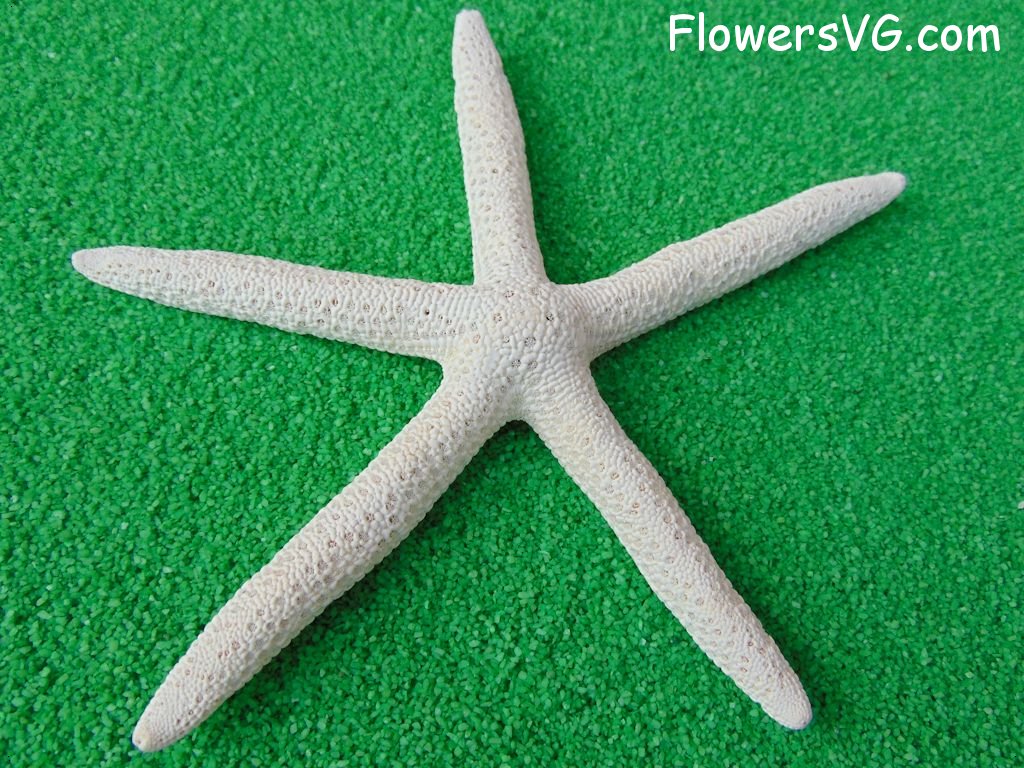 white starfish picture
