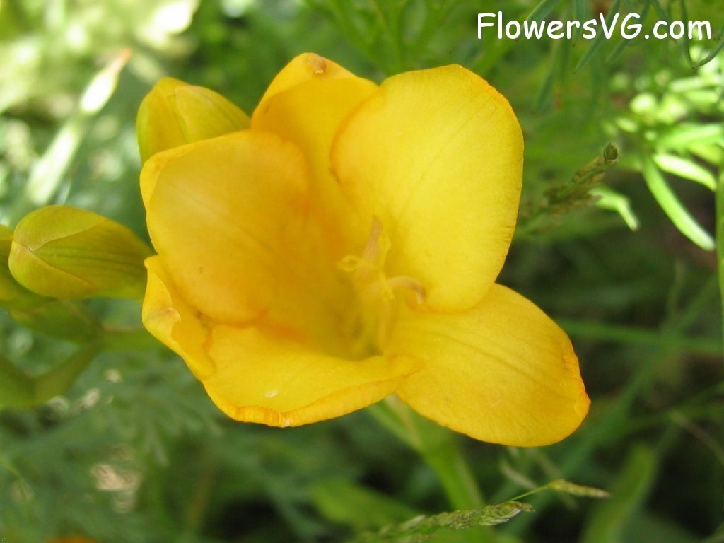 Photo abflowers0051.jpg