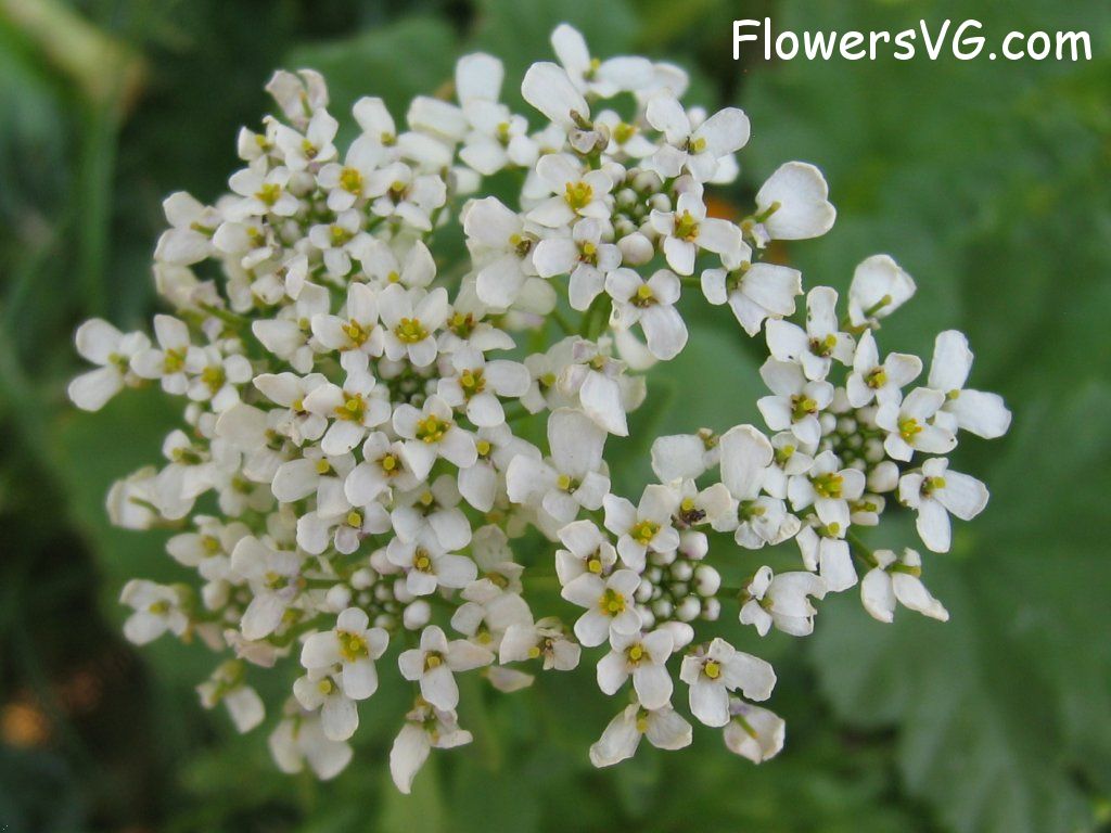 Photo abflowers0068.jpg