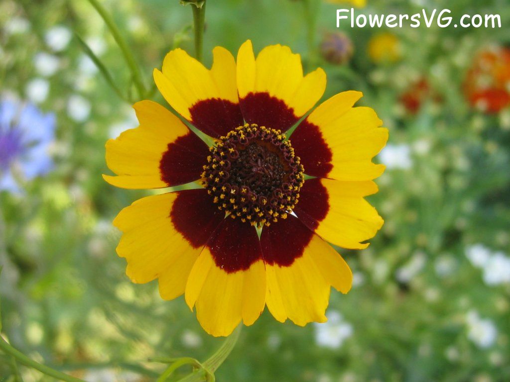 daisy flower Photo abflowers0084.jpg