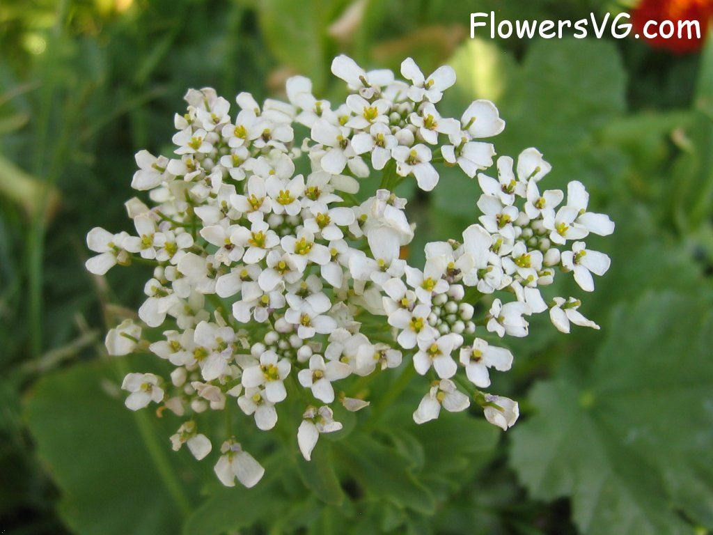 Photo abflowers0087.jpg