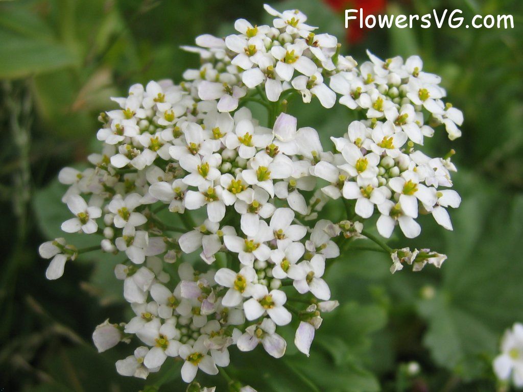 Photo abflowers0104.jpg