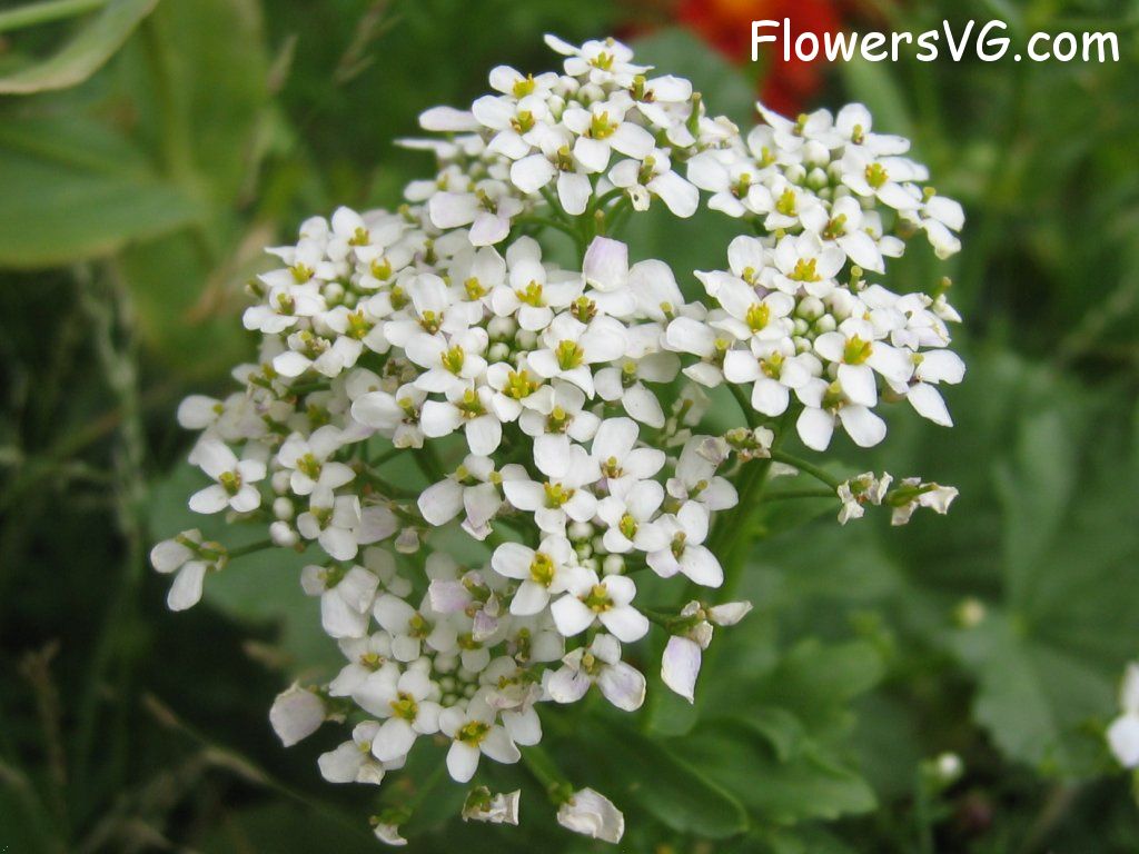 Photo abflowers0107.jpg