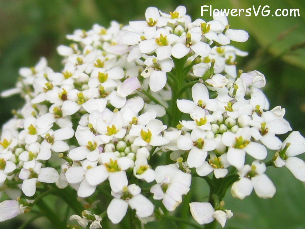 Photo abflowers0119.jpg