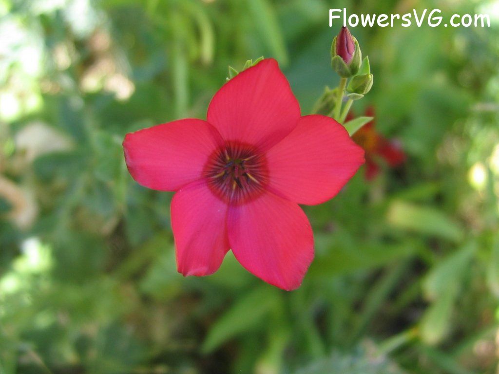 Photo abflowers0148.jpg