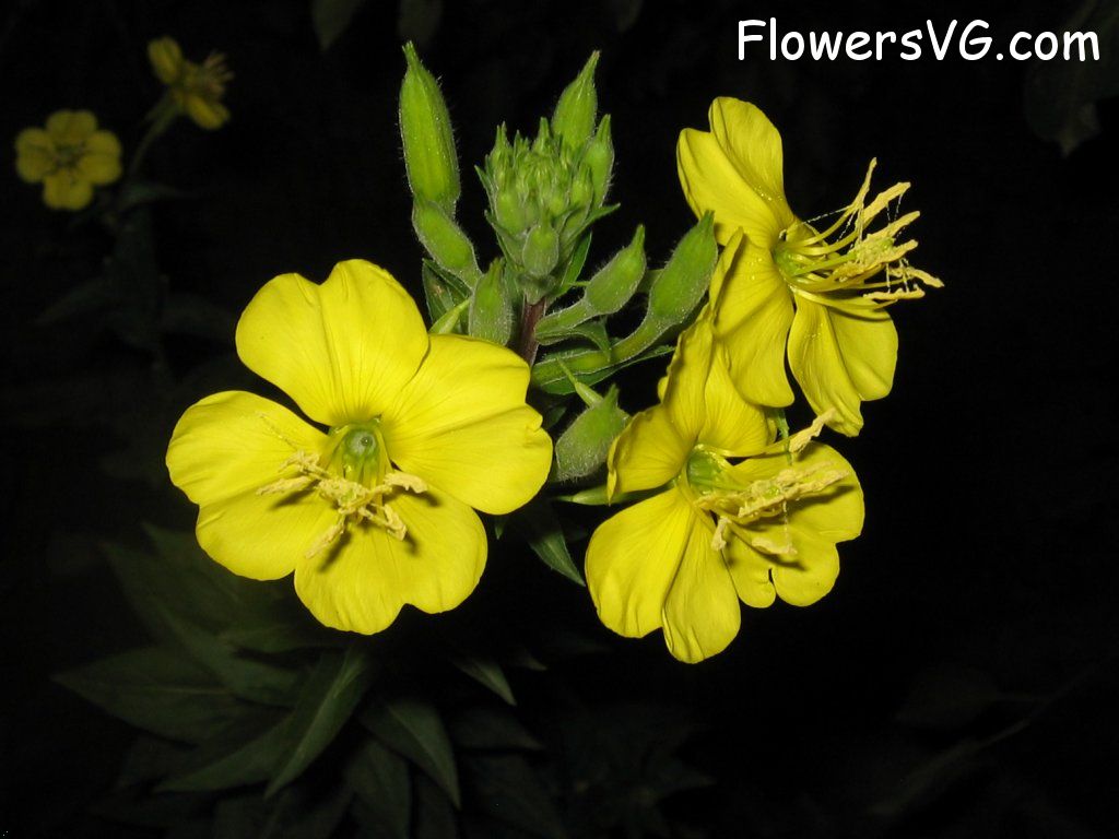 Photo abflowers0176.jpg