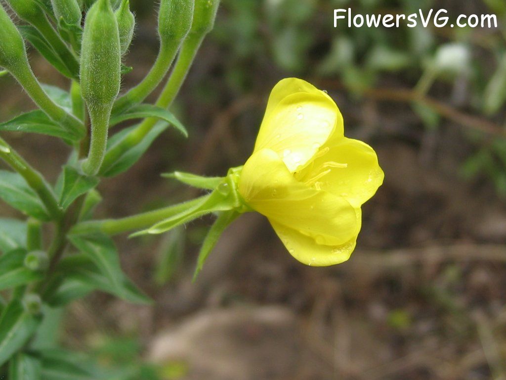 Photo abflowers0189.jpg