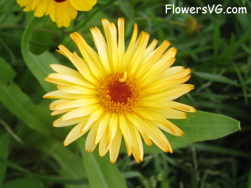 daisy flower Photo abflowers0370.jpg