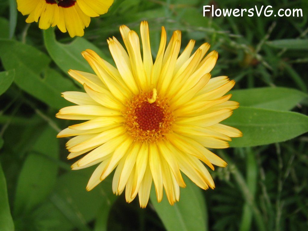 daisy flower Photo abflowers0371.jpg