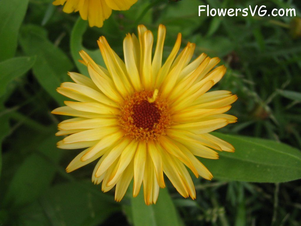 daisy flower Photo abflowers0390.jpg