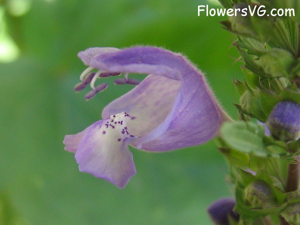 Photo abflowers0412.jpg