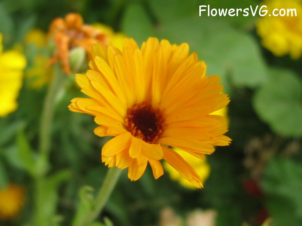 daisy flower Photo abflowers0566.jpg