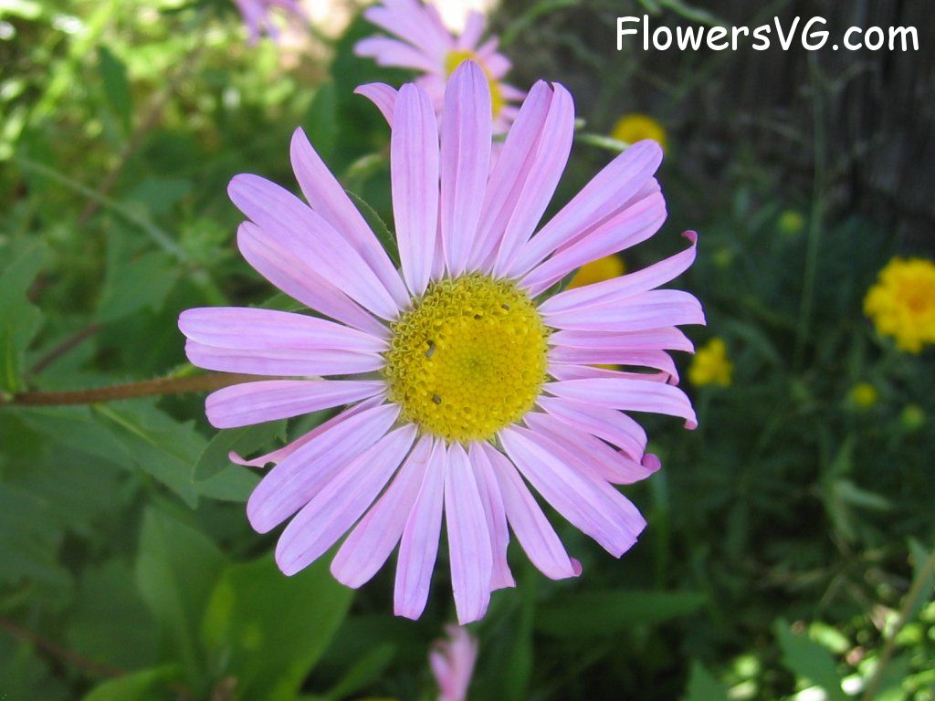 daisy flower Photo abflowers0837.jpg