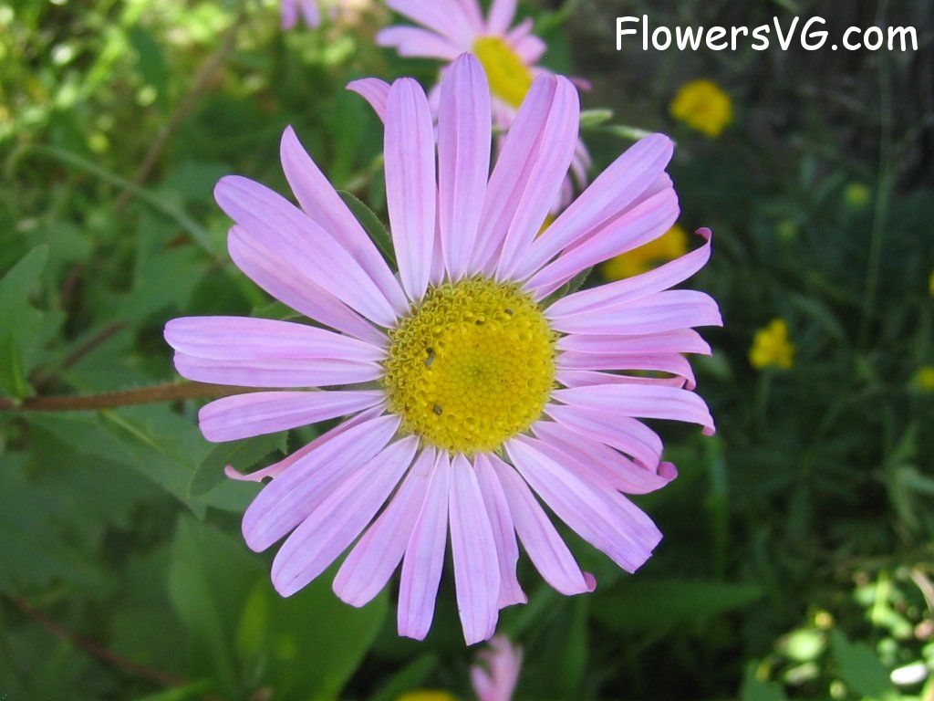daisy flower Photo abflowers0846.jpg