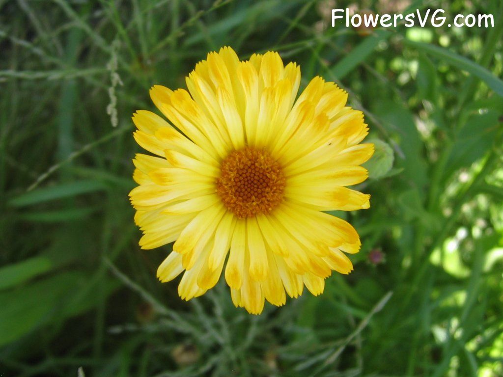 daisy flower Photo abflowers0847.jpg