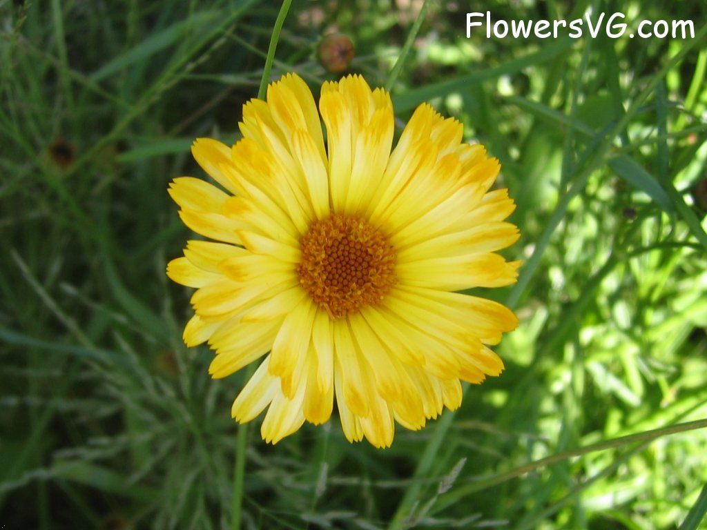 daisy flower Photo abflowers0848.jpg