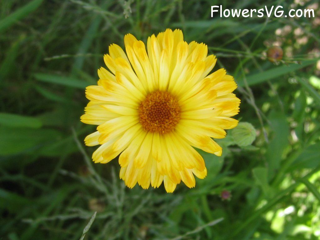 daisy flower Photo abflowers0855.jpg