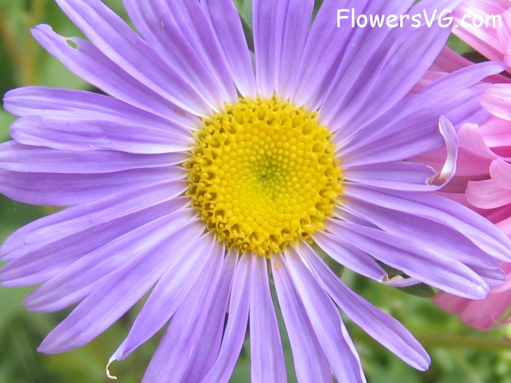 daisy flower Photo abflowers0872.jpg