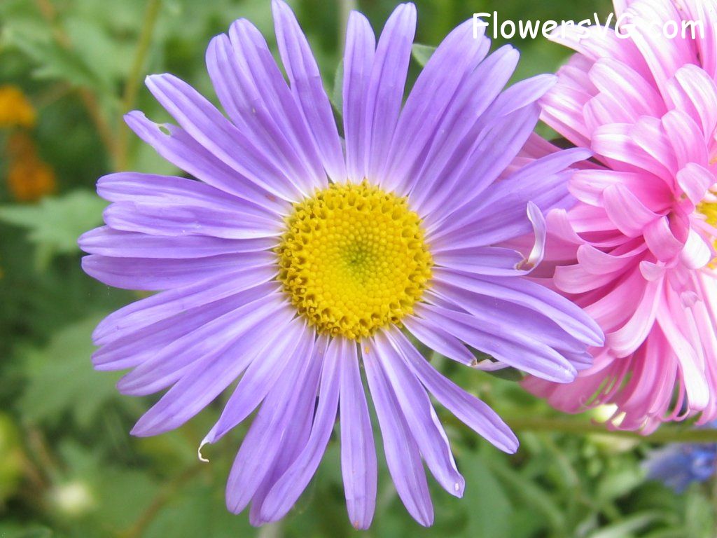 daisy flower Photo abflowers0873.jpg