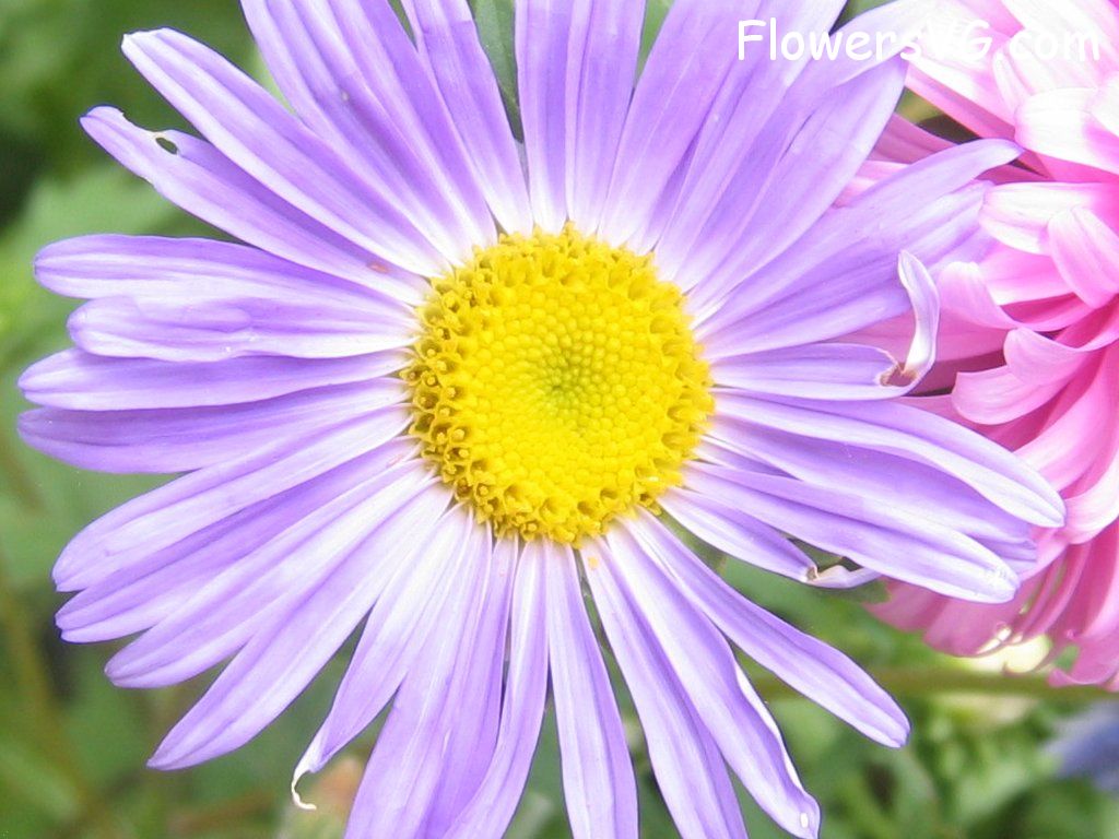 daisy flower Photo abflowers0874.jpg