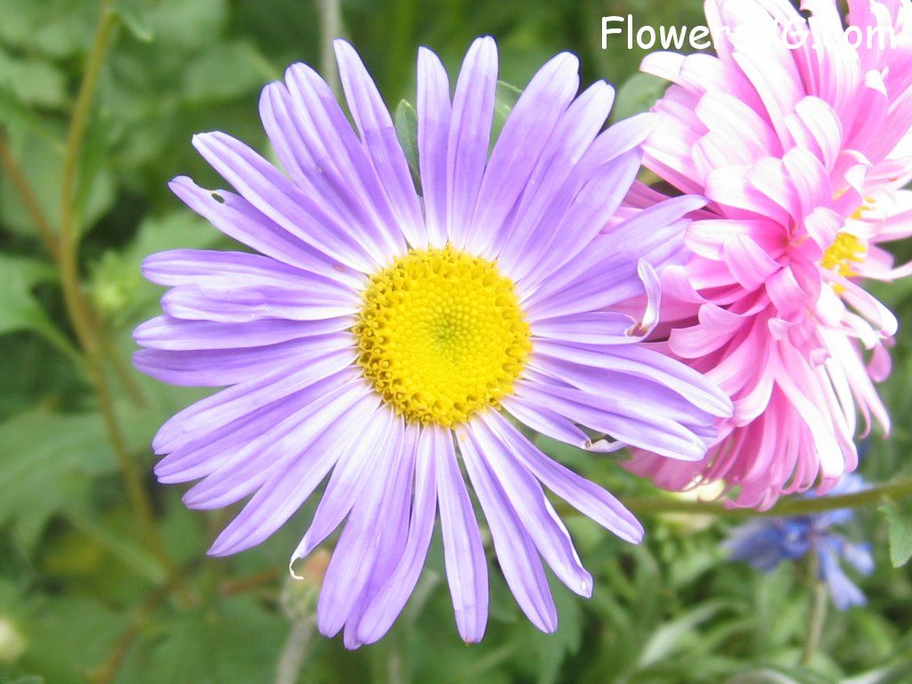 daisy flower Photo abflowers0875.jpg