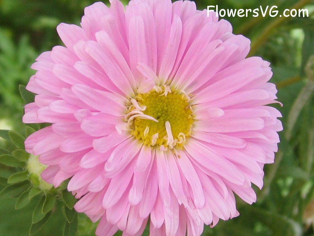 Photo abflowers0878.jpg