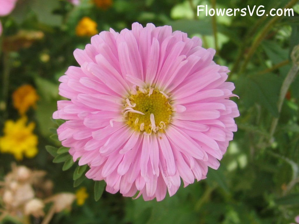 Photo abflowers0880.jpg