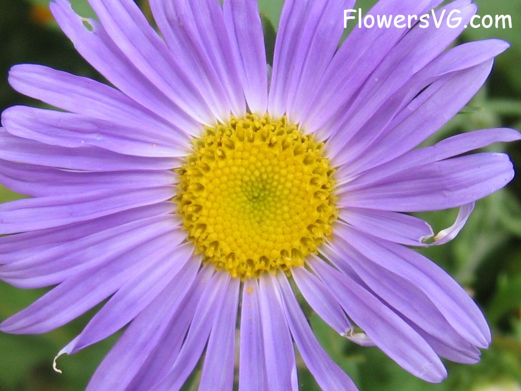 daisy flower Photo abflowers0902.jpg