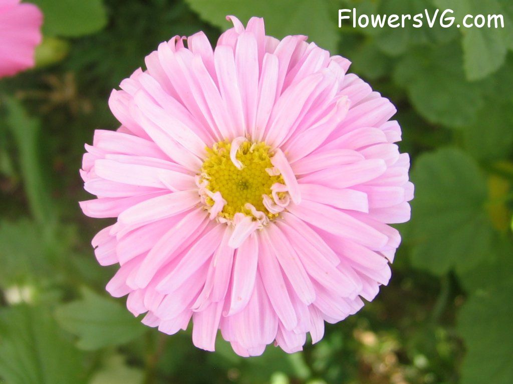 Photo abflowers0910.jpg