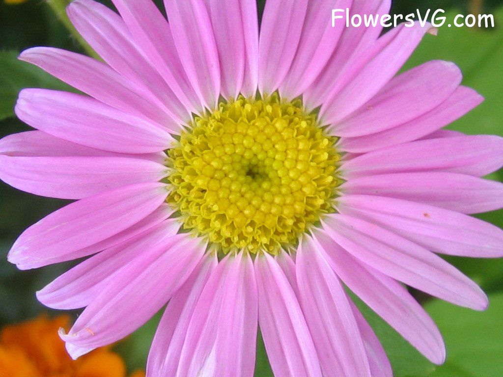 daisy flower Photo abflowers1137.jpg