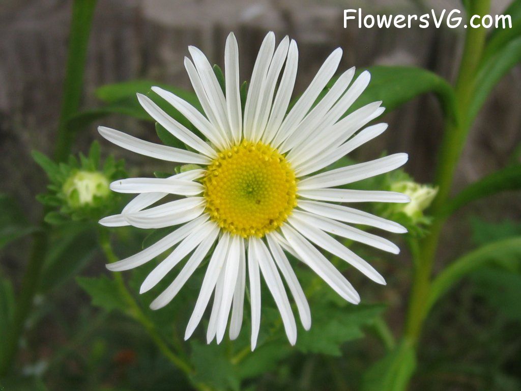 daisy flower Photo abflowers1162.jpg