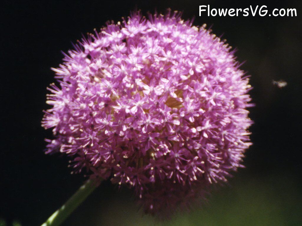 Photo abflowers1698.jpg