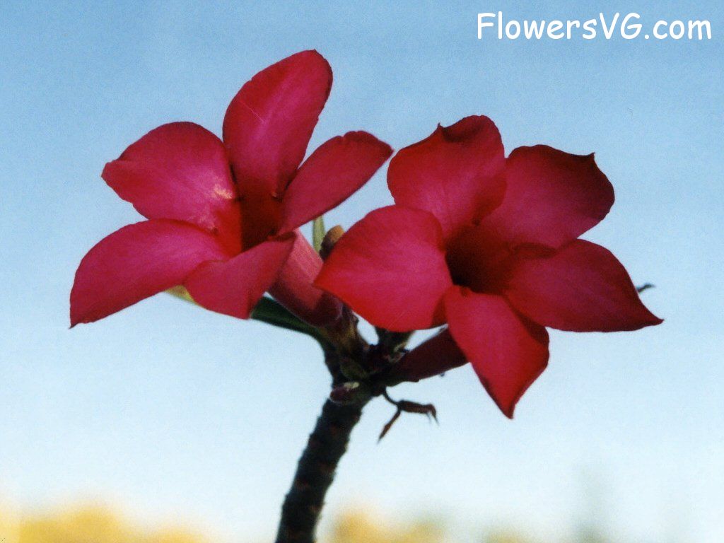 Photo abflowers1722.jpg