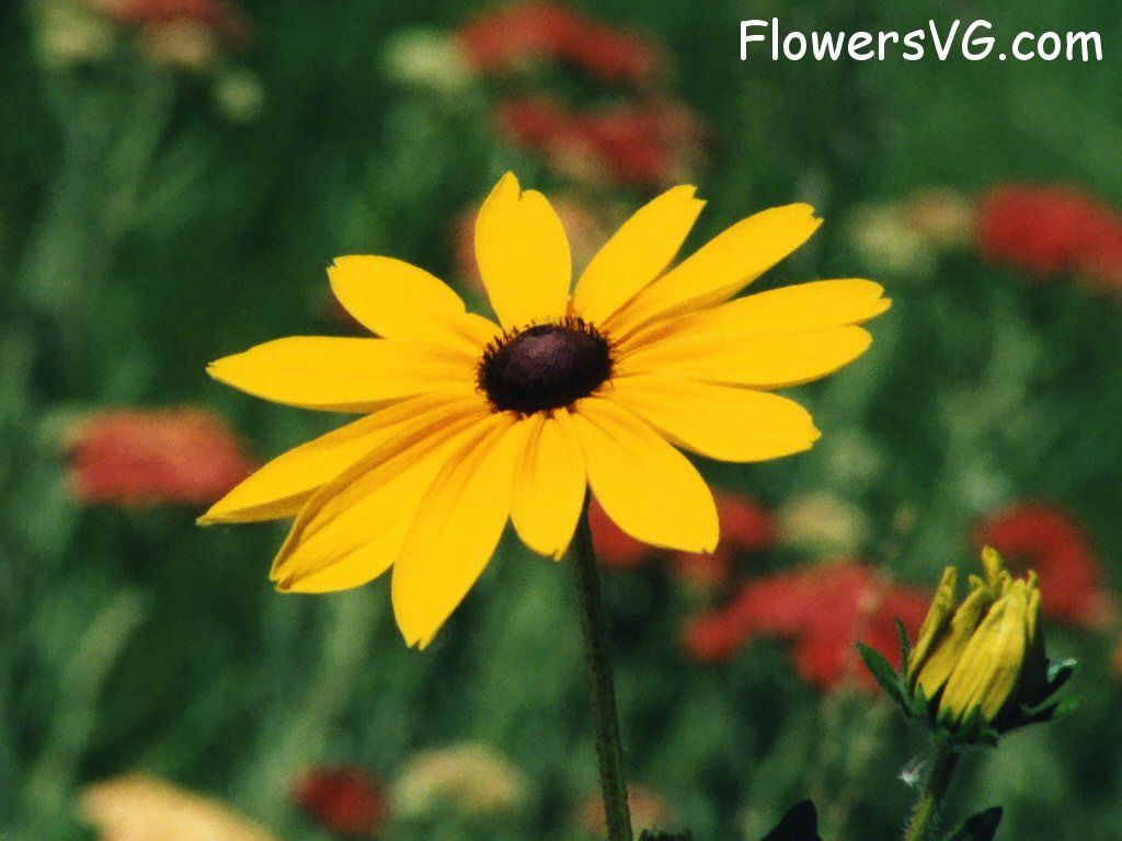 daisy flower Photo abflowers1729.jpg