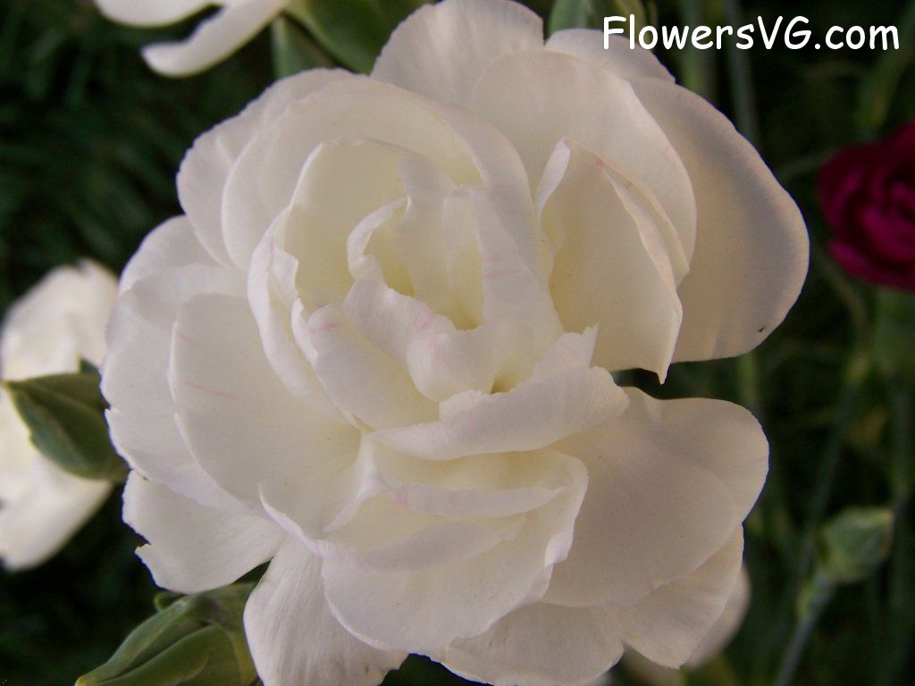 carnation flower Photo abflowers2048.jpg
