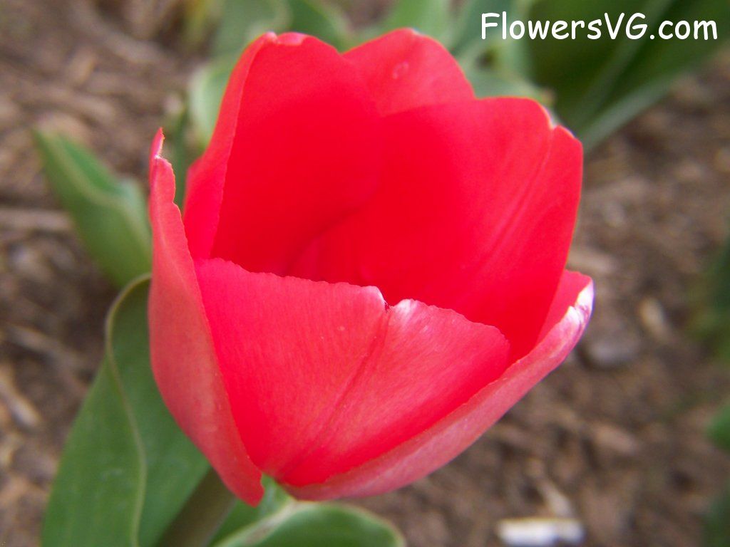 tulip flower Photo abflowers2310.jpg
