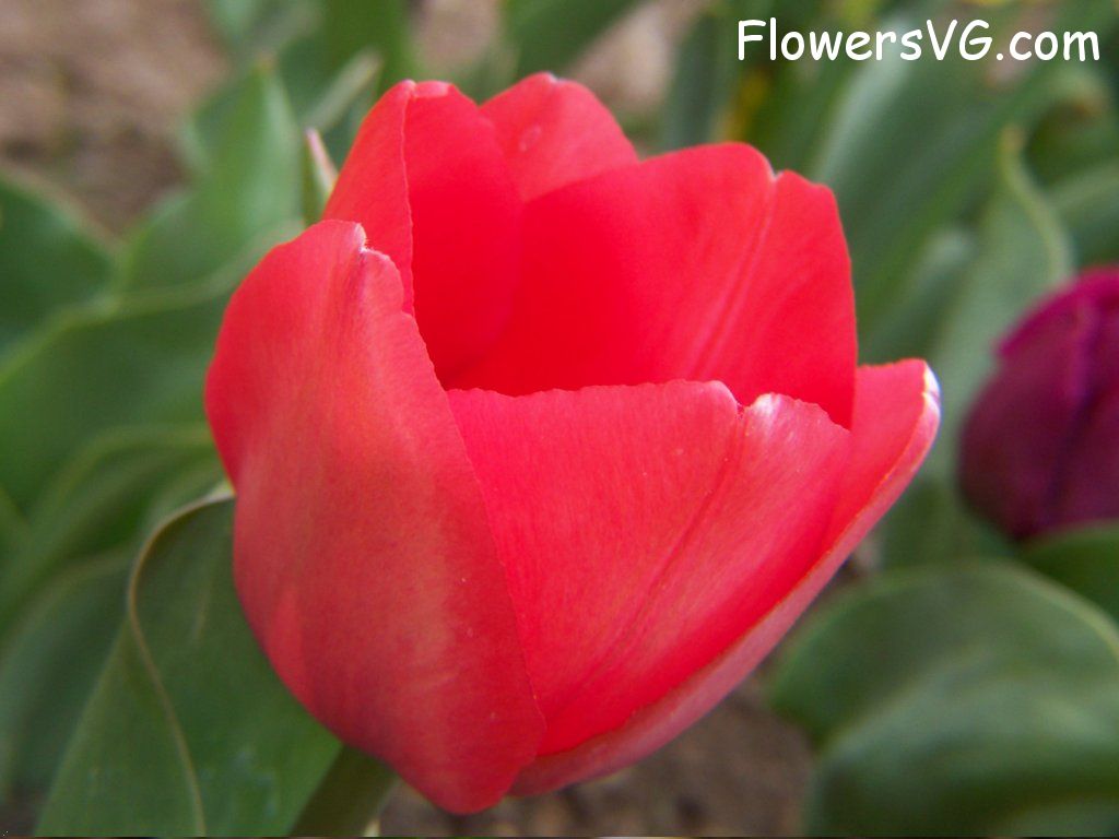 tulip flower Photo abflowers2313.jpg