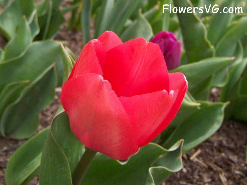 tulip flower Photo abflowers2317.jpg