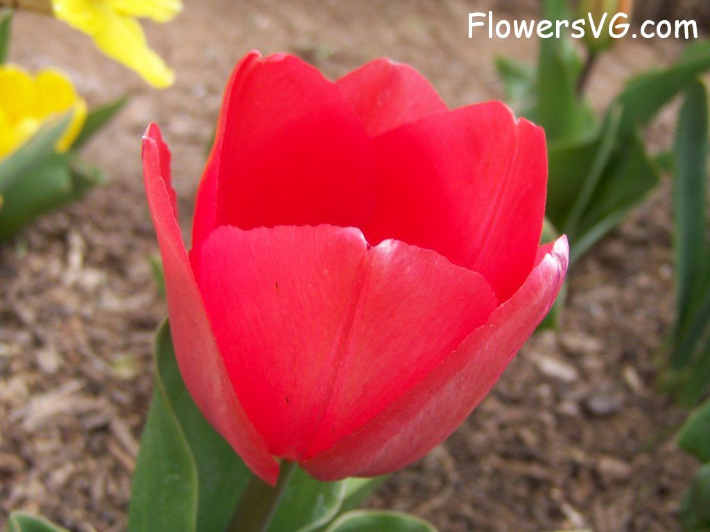 tulip flower Photo abflowers2318.jpg