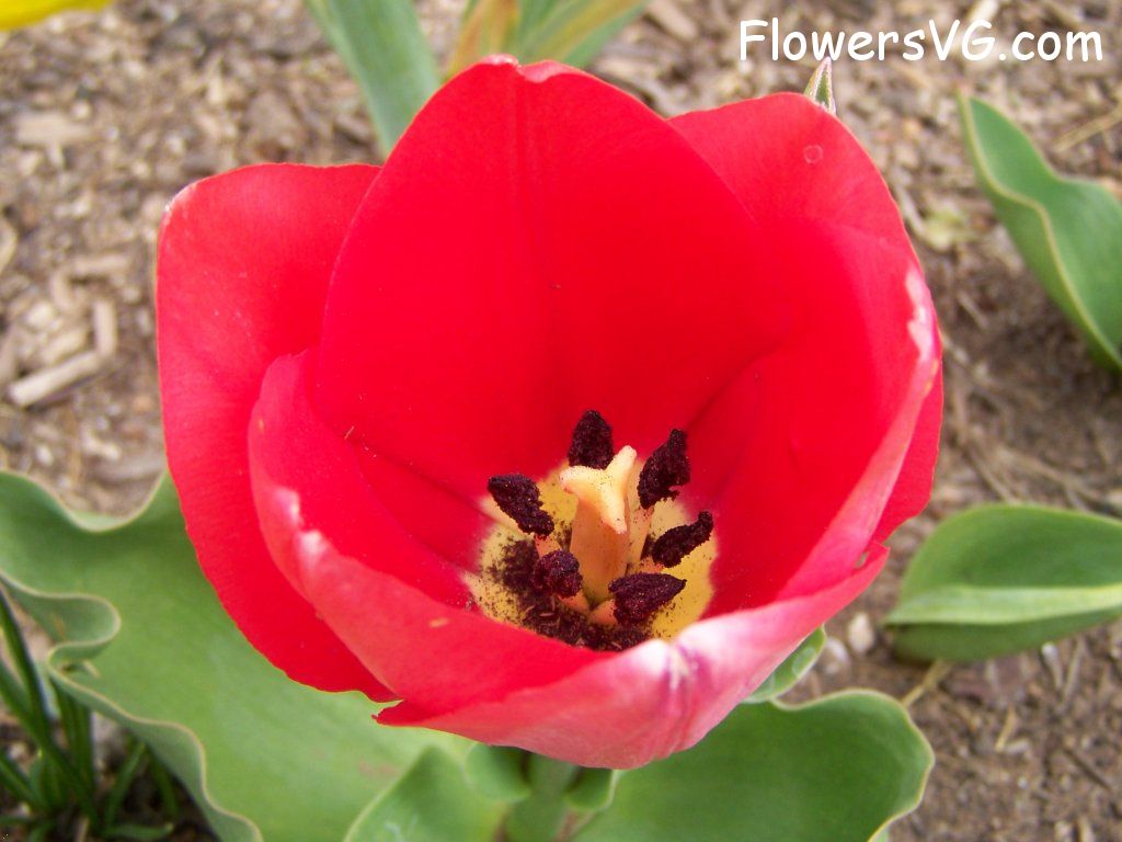 tulip flower Photo abflowers2320.jpg