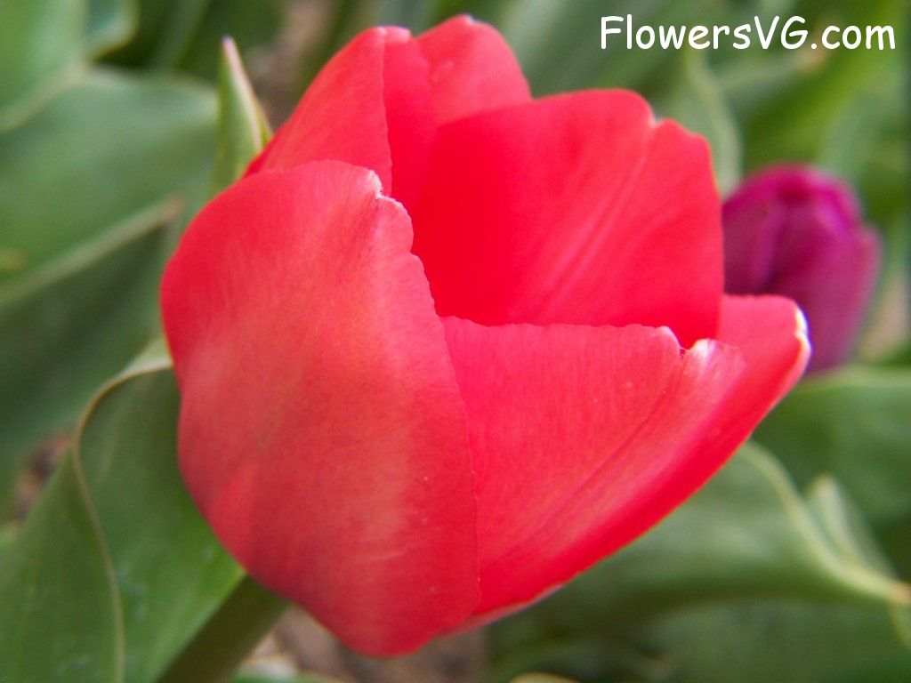 tulip flower Photo abflowers2324.jpg