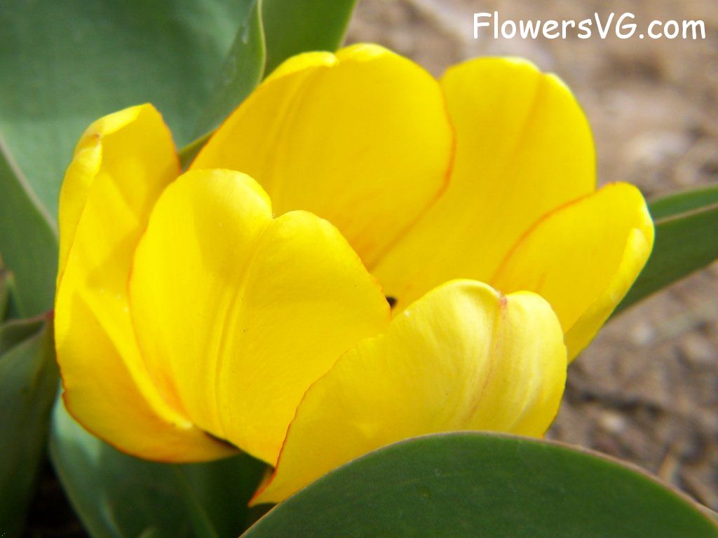 tulip flower Photo abflowers2325.jpg