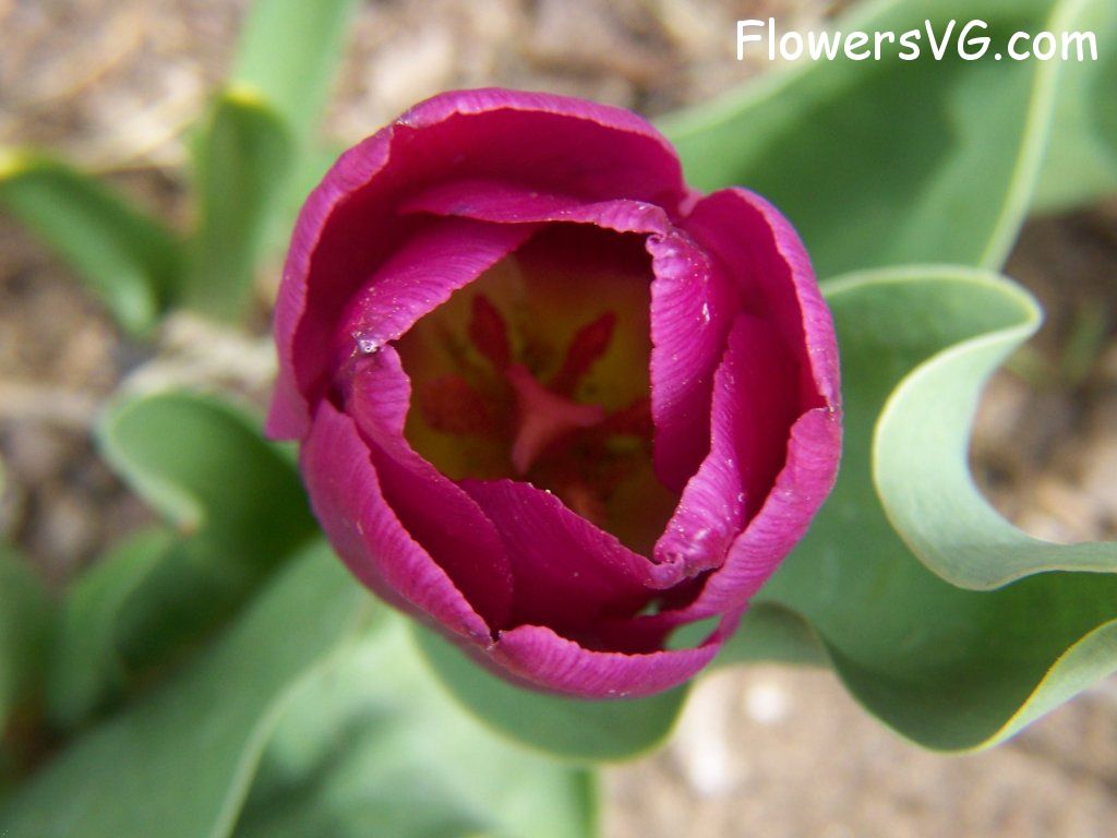 tulip flower Photo abflowers2335.jpg