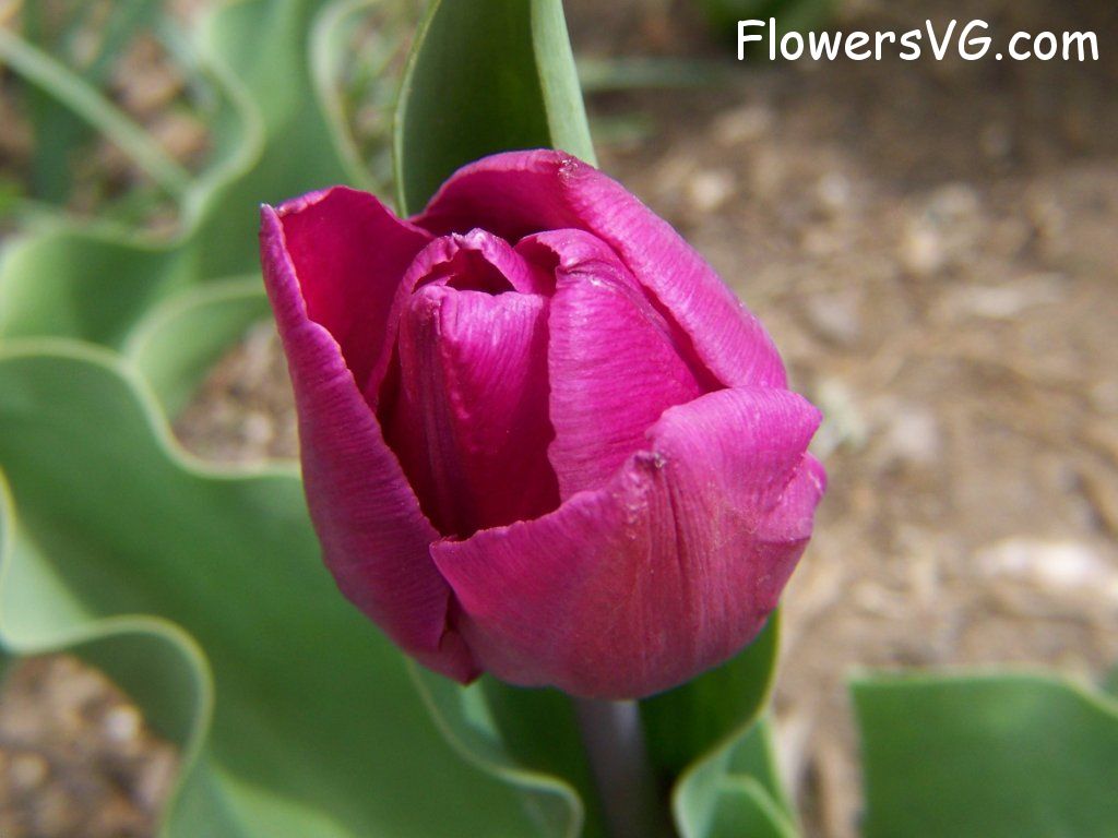 tulip flower Photo abflowers2336.jpg