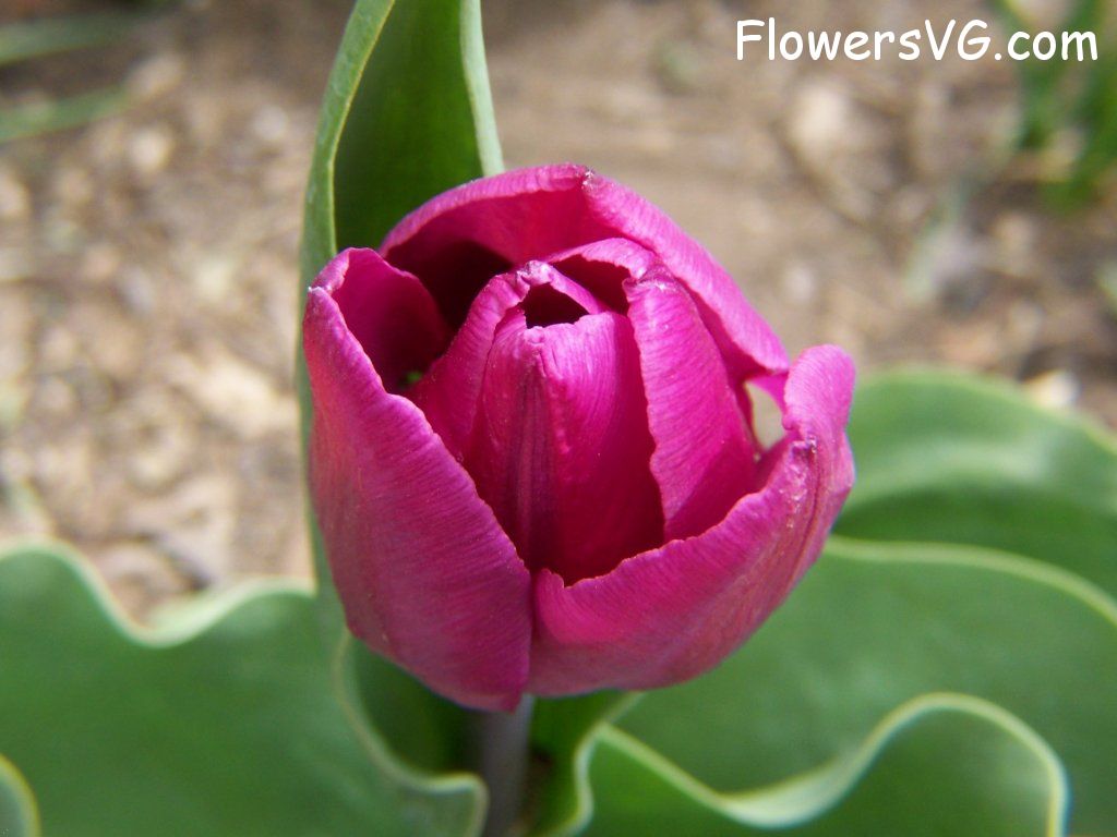 tulip flower Photo abflowers2337.jpg