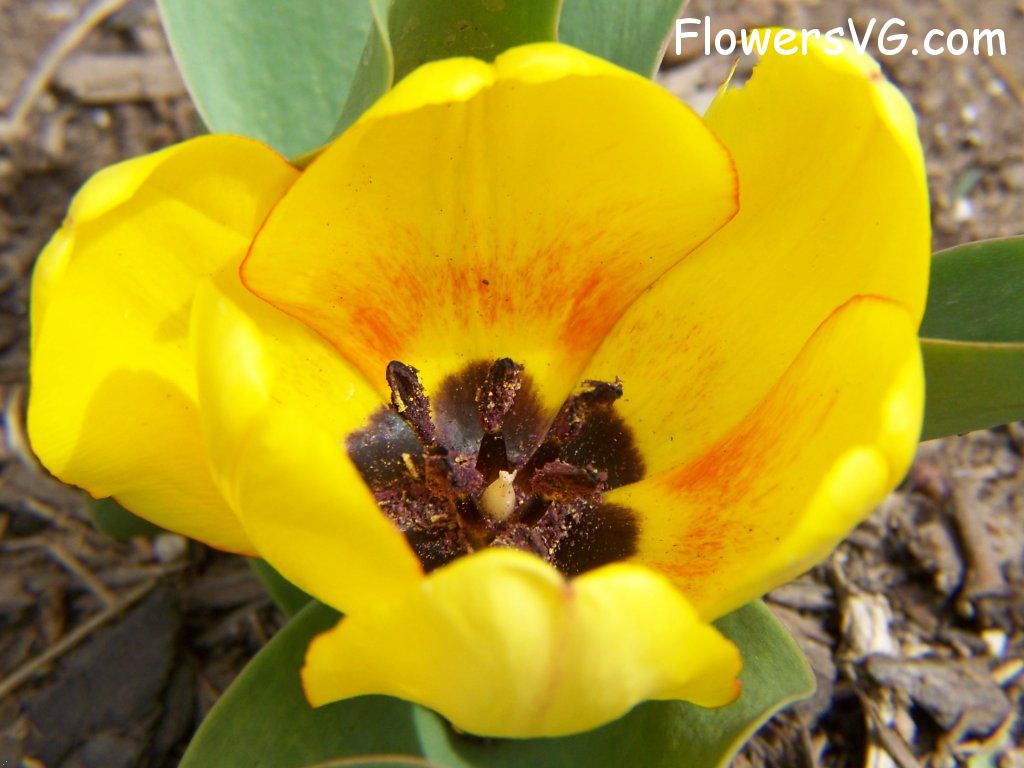 tulip flower Photo abflowers2340.jpg